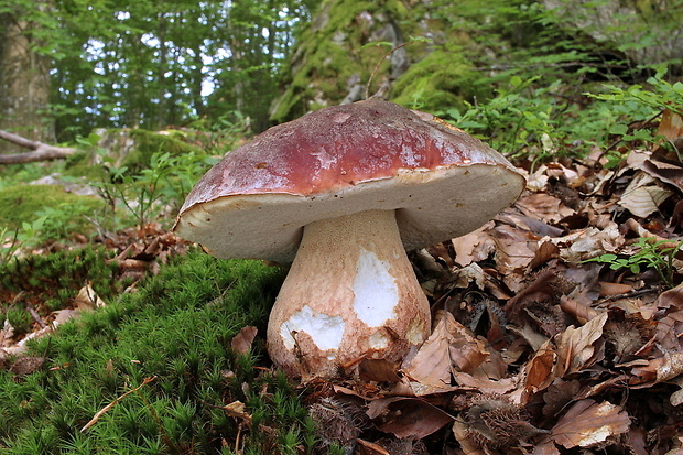 hríb sosnový Boletus pinophilus Pil. et Dermek in Pil.