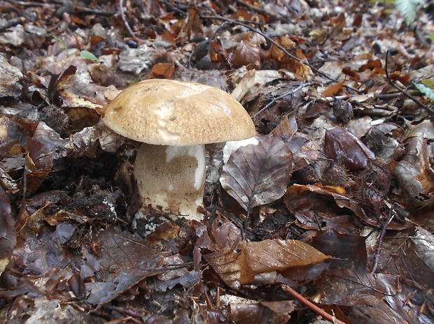 hríb dubový Boletus reticulatus Schaeff.