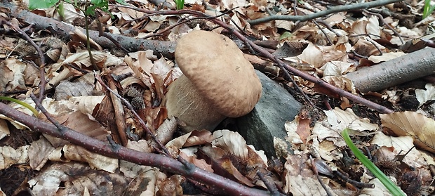 hríb dubový Boletus reticulatus Schaeff.