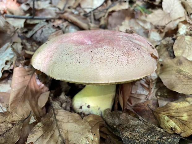 hríb kráľovský Butyriboletus regius (Krombh.) D. Arora & J.L. Frank