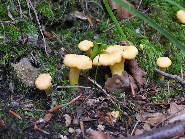 kuriatko Cantharellus sp.