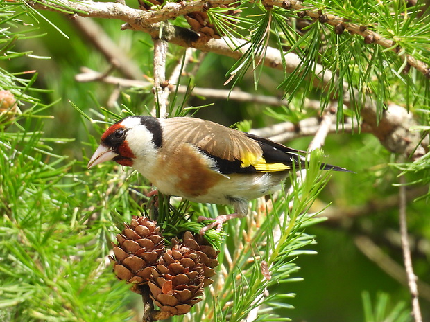 stehlík pestrý Carduelis carduelis