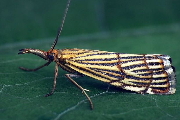 trávovec mriežkovaný (sk) / travařík stepní (cz) Chrysocrambus craterella (Scopoli, 1763)