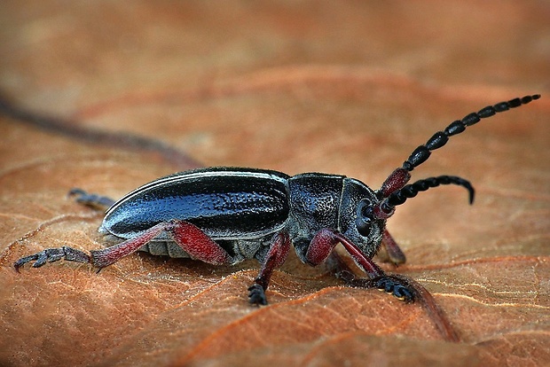 fuzáč piesočny (sk) / kozlíček písečný (cz) Dorcadion pedestre (Poda, 1761)