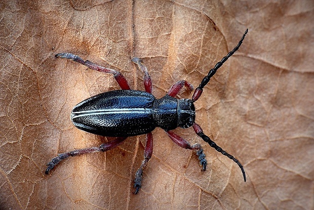 fuzáč piesočny (sk) / kozlíček písečný (cz) Dorcadion pedestre (Poda, 1761)