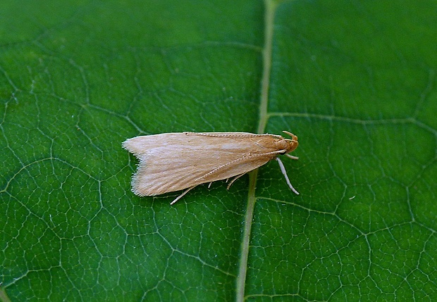 psota barinná Helcystogramma rufescens