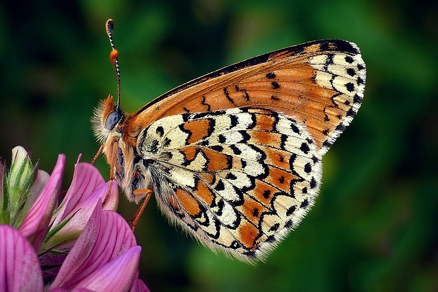 hnedáčik mriežkovaný (sk) / hnědásek kostkovaný (cz) Melitaea cinxia (Linnaeus, 1758)