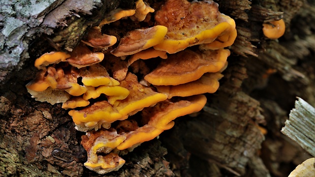 oranžovec vláknitý Pycnoporellus fulgens (Fr.) Donk