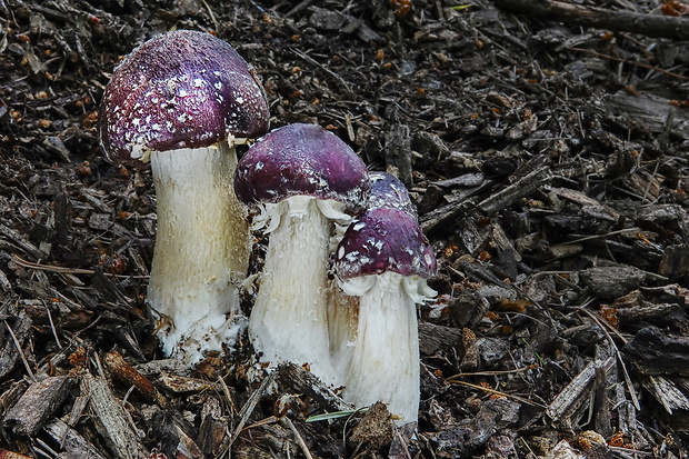 golierovka slamomilná Stropharia rugosoannulata Farl. ex Murrill