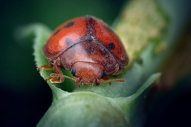 lienočka lucernová (sk) / slunéčko vojtěškové (cz) Subcoccinella vigintiquatuorpunctata (Linnaeus, 1758)