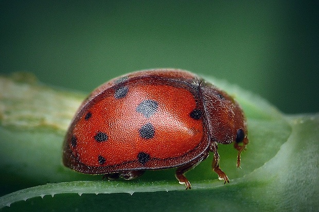 lienočka lucernová (sk) / slunéčko vojtěškové (cz) Subcoccinella vigintiquatuorpunctata (Linnaeus, 1758)