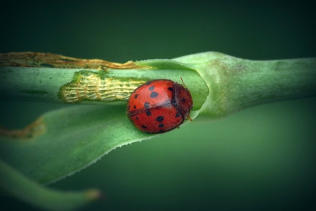 lienočka lucernová (sk) / slunéčko vojtěškové (cz) Subcoccinella vigintiquatuorpunctata (Linnaeus, 1758)