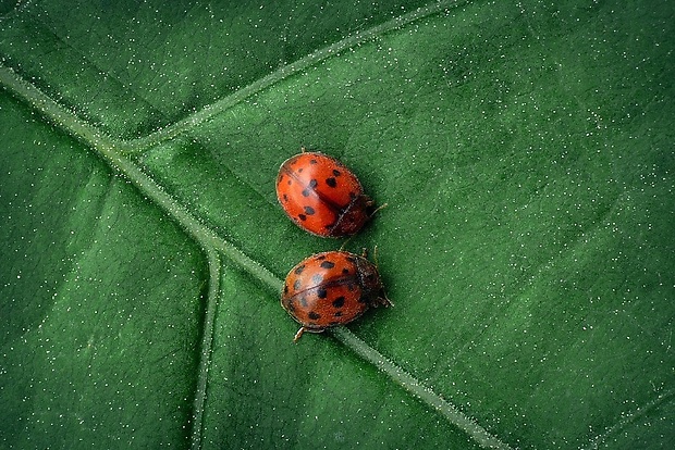 lienočka lucernová (sk) / slunéčko vojtěškové (cz) Subcoccinella vigintiquatuorpunctata (Linnaeus, 1758)