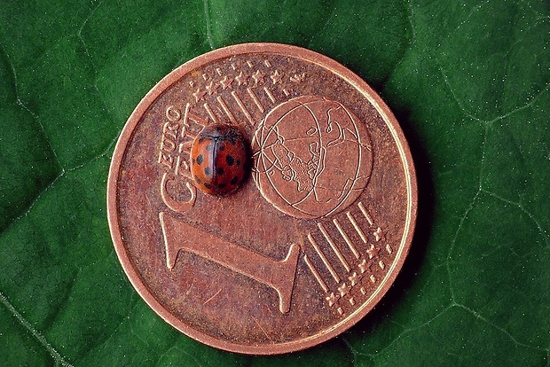 lienočka lucernová (sk) / slunéčko vojtěškové (cz) Subcoccinella vigintiquatuorpunctata (Linnaeus, 1758)