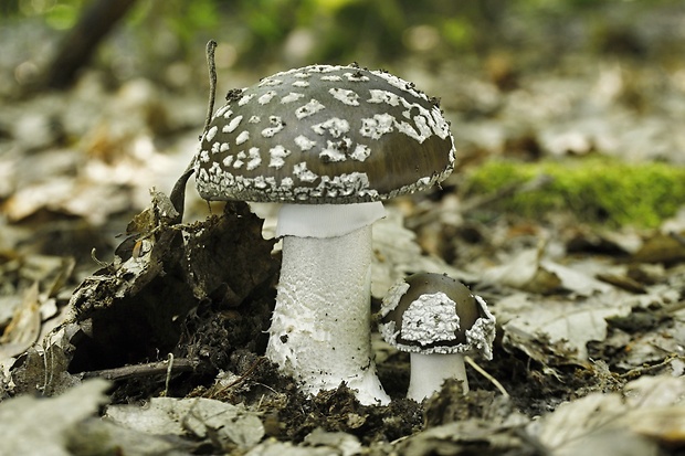 muchotrávka hrubá Amanita excelsa (Fr.) Bertill.