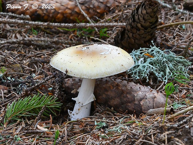 muchotrávka slamovožltá Amanita gemmata (Fr.) Bertill.