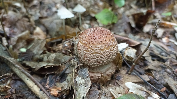 muchotrávka červenkastá Amanita rubescens Pers.