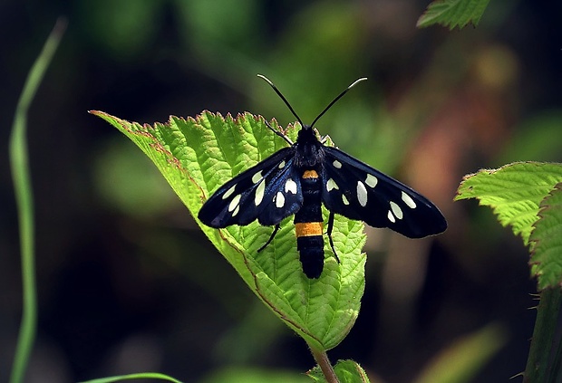 bieloškvrnáč púpavcový (sk) / běloskvrnáč pampeliškový (cz) Amata phegea (Linnaeus, 1758)