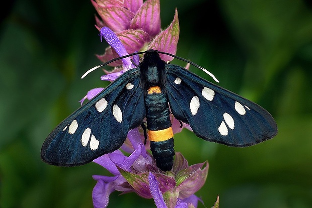 bieloškvrnáč púpavcový (sk) / běloskvrnáč pampeliškový (cz) Amata phegea (Linnaeus, 1758)