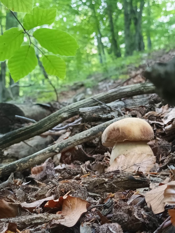 hríb dubový Boletus reticulatus Schaeff.