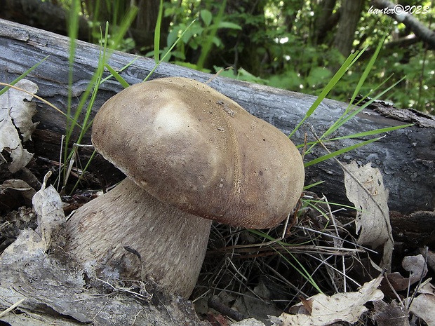 hríb dubový Boletus reticulatus Schaeff.