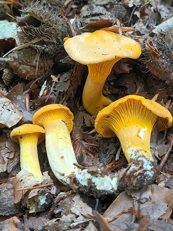 kuriatko jedlé Cantharellus cibarius Fr.