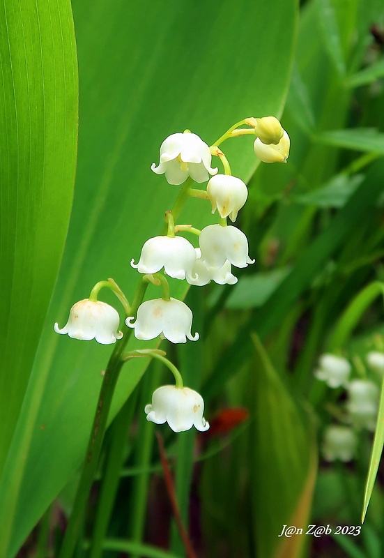 konvalinka voňavá Convallaria majalis L.