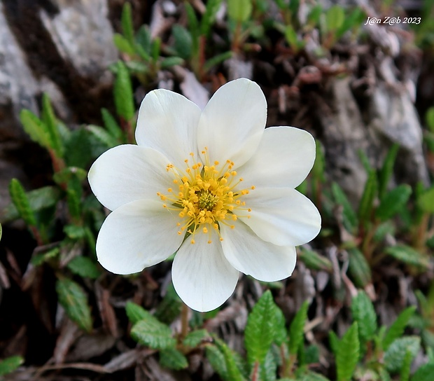 dryádka osemlupienková Dryas octopetala L.