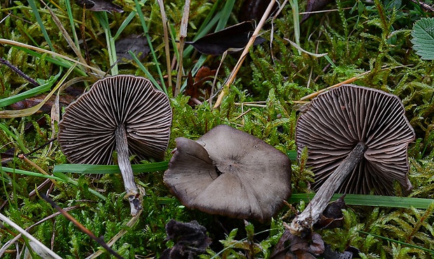 hodvábnica hodvábna Entoloma sericeum Quél.