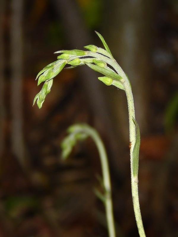 kruštík drobnolistý Epipactis microphylla (Ehrh.) Swartz