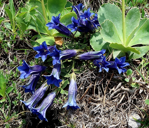 horec clusiov Gentiana clusii Perr. et Songeon