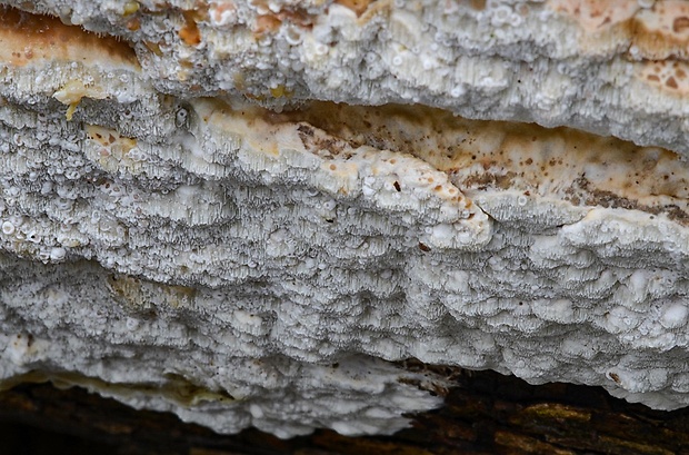 voskopórovček zelenkastý Gloeoporus pannocinctus (Romell) J. Erikss.