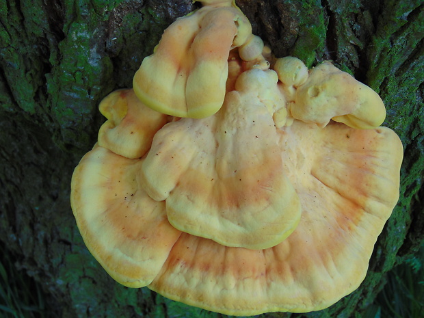 sírovec obyčajný Laetiporus sulphureus (Bull.) Murrill