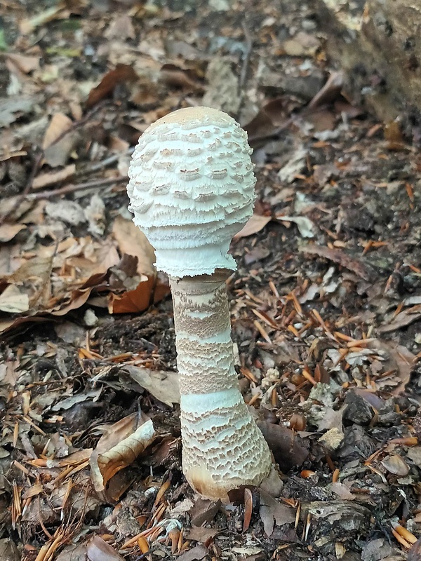 bedľa vysoká Macrolepiota procera (Scop.) Singer