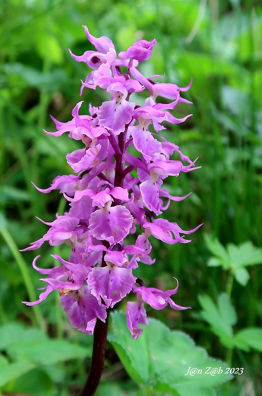 vstavač mužský poznačený Orchis mascula subsp. signifera (Vest) Soó