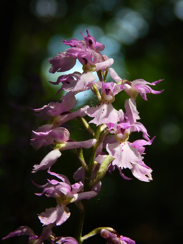 vstavač mužský poznačený Orchis mascula subsp. signifera (Vest) Soó