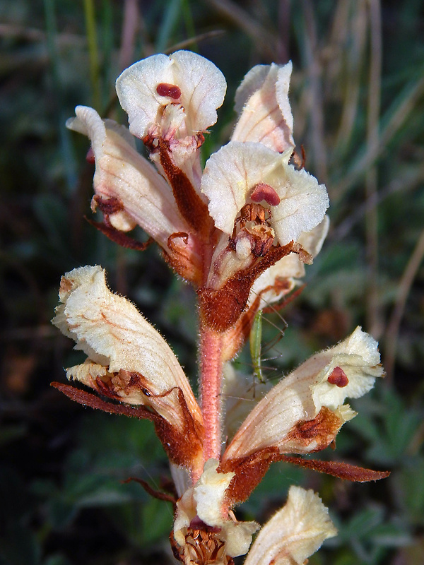 záraza biela Orobanche alba Willd.