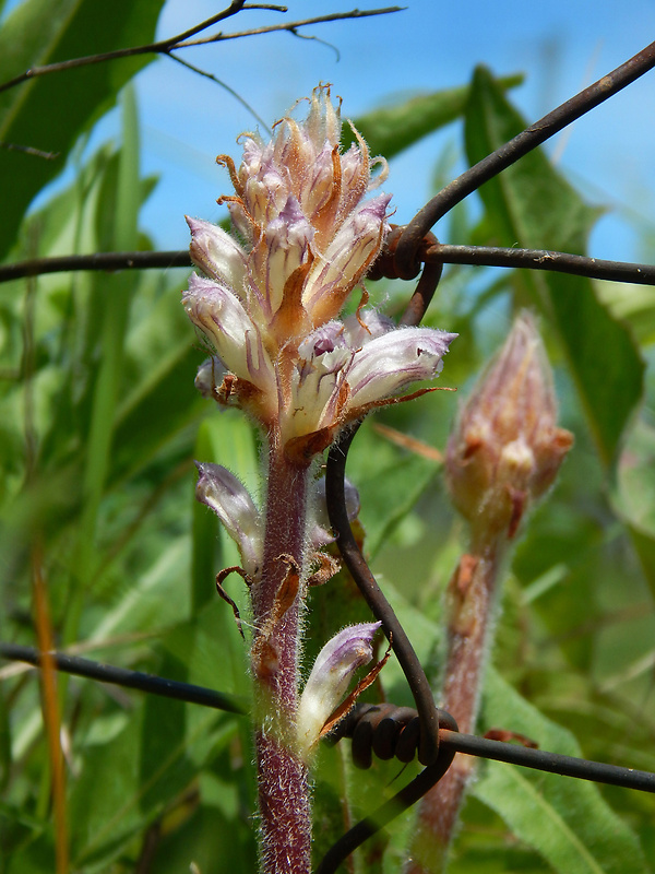 záraza horčíková Orobanche picridis F. W. Schultz