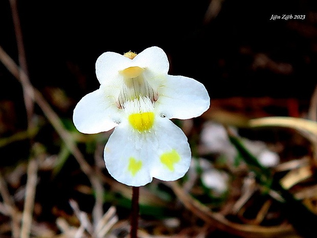 tučnica alpínska Pinguicula alpina L.