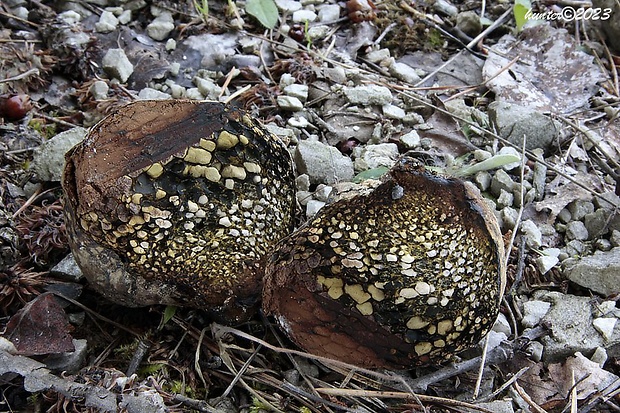 hráškovec obyčajný Pisolithus arhizus (Scop.) Rauschert