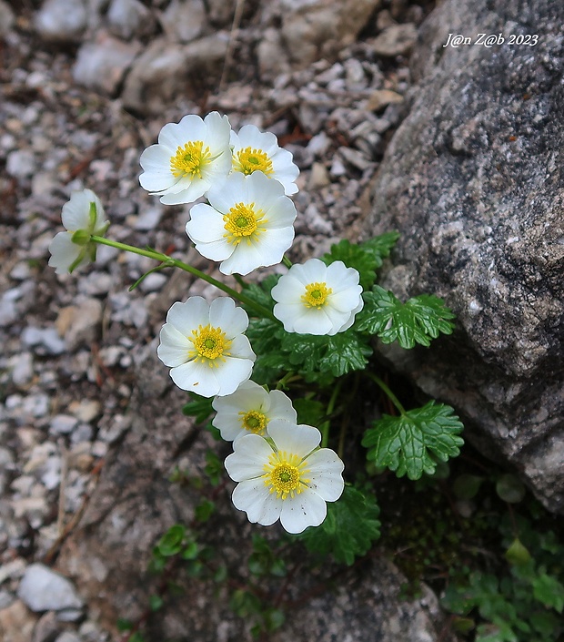 iskerník alpínsky Ranunculus alpestris L.