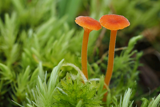 machovček oranžový Rickenella fibula (Bull.) Raithelh.