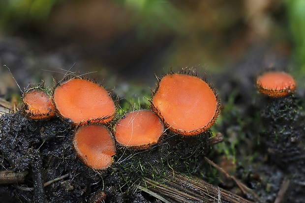 štítovnička Scutellinia sp.