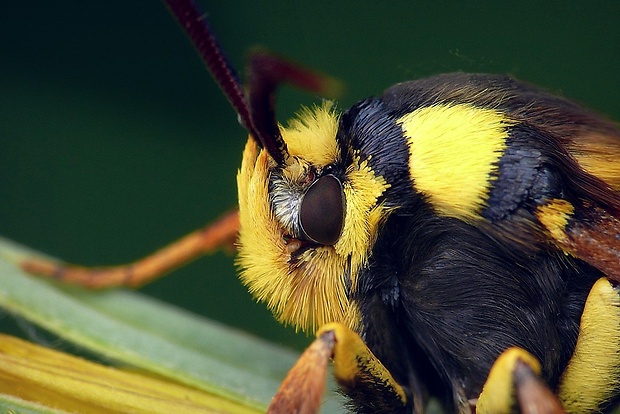 podobník sršňovitý (sk) / nesytka sršňová (cz) Sesia apiformis (Clerck, 1759)