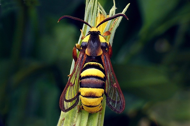 podobník sršňovitý (sk) / nesytka sršňová (cz) Sesia apiformis (Clerck, 1759)