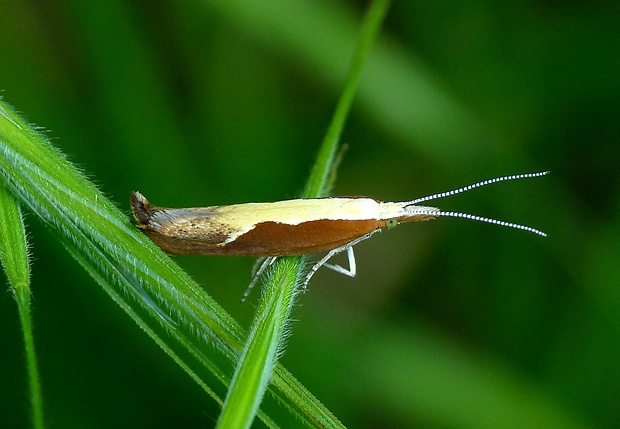 molička kosákovitá Ypsolopha dentella