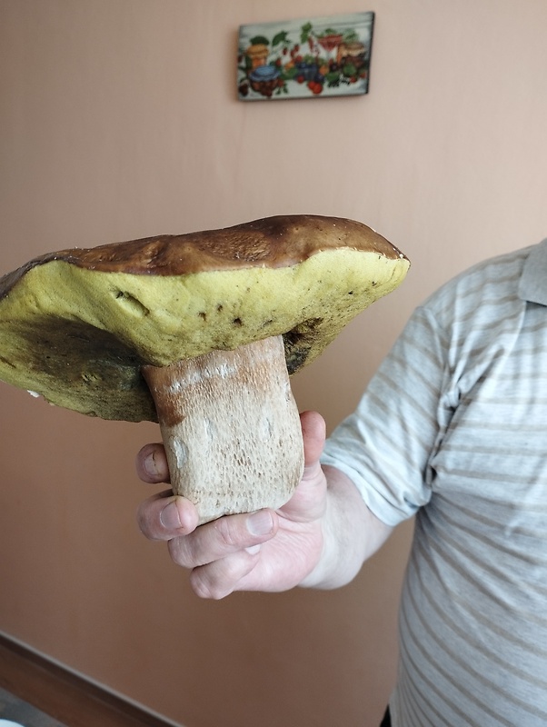 hríb dubový Boletus reticulatus Schaeff.