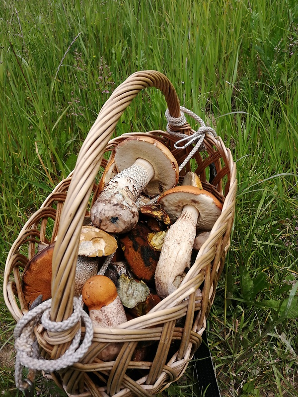 kozák brezový Leccinum scabrum (Bull.) Gray