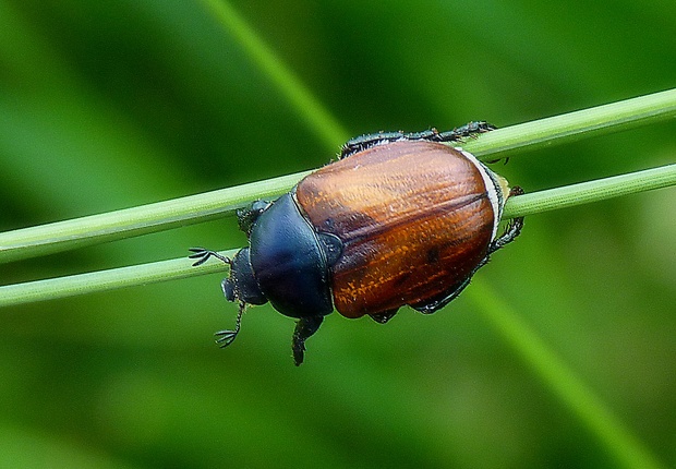 listopas široký Anisoplia lata