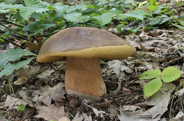 hríb bronzový Boletus aereus Bull. ex Fr.